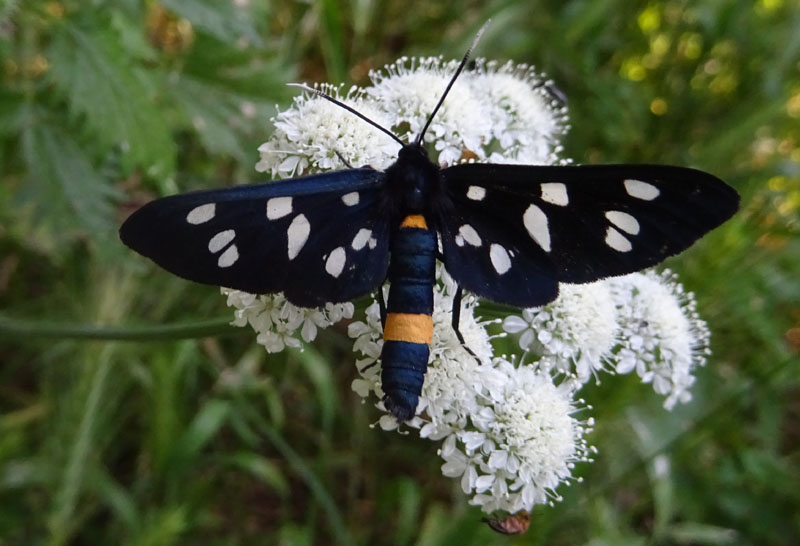 Amata phegea - Erebidae Arctiinae